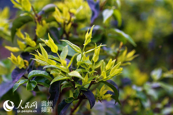 贵州茶叶被誉为春天里的“绿色金子”。聂洪艳 摄